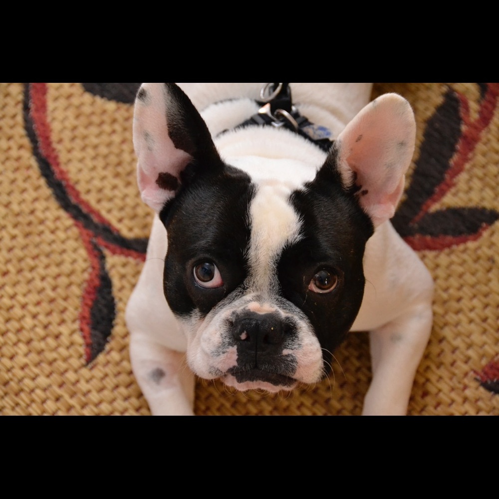 Meet your Posher, Anna